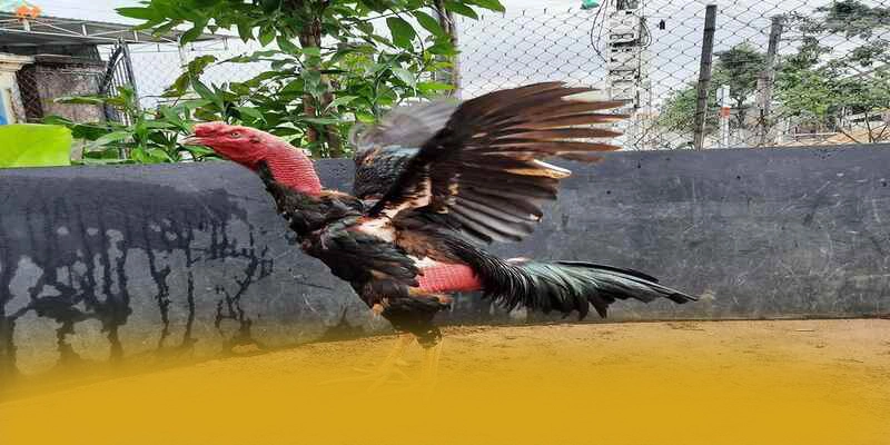 CONGA6789 - Sảnh game có nhiều event hấp dẫn được yêu thích hàng đầu – Khám phá chính sách thưởng tại CONGA6789 CONGA6789 - Sảnh game có nhiều event hấp dẫn được yêu thích hàng đầu – Khám phá chính sách thưởng tại CONGA6789