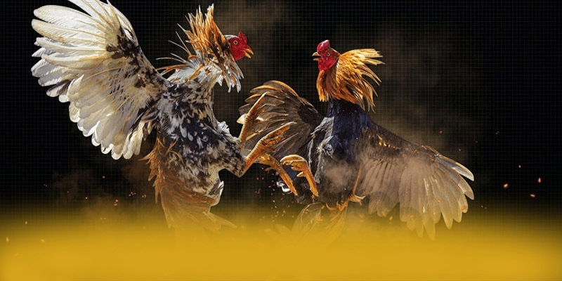 Đánh giá 8XBET - Nhà cái được yêu thích nhất 2026 Đánh giá 8XBET - Nhà cái được yêu thích nhất 2026